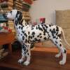 Dalmatian Dalmatian Puppies