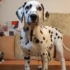 Dalmatian Dalmatian Puppies