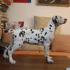Dalmatian Dalmatian Puppies
