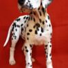Dalmatian Dalmatian Puppies