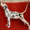 Dalmatian Dalmatian Puppies