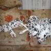 Dalmatian Dalmatian Puppies
