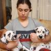 Dalmatian Dalmatian Puppies