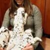 Dalmatian Dalmatian Puppies