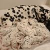 Dalmatian Dalmatian Puppies