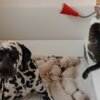 Dalmatian Dalmatian Puppies