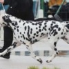 Dalmatian Dalmatian Puppies