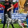 Dalmatian Dalmatian Puppies