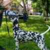 Dalmatian Dalmatian Puppies