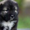 Caucasian Shepherd Dog Caucasian Shepherd Dog – Beautiful Puppies