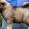 Caucasian Shepherd Dog Caucasian Shepherd Dog – Beautiful Puppies