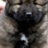 Caucasian Shepherd Dog Caucasian Shepherd Dog – Beautiful Puppies
