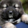 Caucasian Shepherd Dog Caucasian Shepherd Dog – Beautiful Puppies