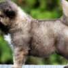 Caucasian Shepherd Dog Caucasian Shepherd Dog – Beautiful Puppies