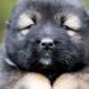 Caucasian Shepherd Dog Caucasian Shepherd Dog – Beautiful Puppies