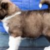Caucasian Shepherd Dog Caucasian Shepherd Dog – Beautiful Puppies