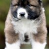 Caucasian Shepherd Dog Caucasian Shepherd Dog – Beautiful Puppies