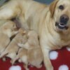 Labrador Retriever Labrador Retriever Puppies