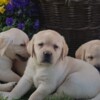 Labrador Retriever Labrador Retriever Puppies