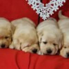 Labrador Retriever Labrador Retriever Puppies