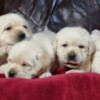 Labrador Retriever Labrador Retriever Puppies