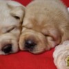 Labrador Retriever Labrador Retriever Puppies