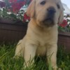 Labrador Retriever Labrador Retriever Puppies