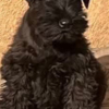 Miniature Schnauzer Miniature Schnauzer Black Puppies