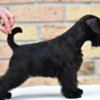 Miniature Schnauzer Miniature Schnauzer Black Puppies