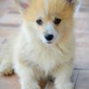 Welsh Corgi, Pembroke Welsh Corgi Pembroke puppies