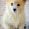 Welsh Corgi, Pembroke Welsh Corgi Pembroke puppies