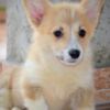 Welsh Corgi, Pembroke Welsh Corgi Pembroke puppies