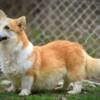 Welsh Corgi, Pembroke Welsh Corgi Pembroke puppies