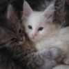 Maine Coon Maine Coon kittens