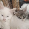 Maine Coon Maine Coon kittens