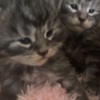Maine Coon Maine Coon kittens
