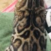 Bengal Bengal kitten for sale