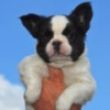 French Bulldog French bulldog fluffy