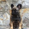 French Bulldog French bulldog fluffy