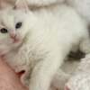 American Curl Pure breed Van Ragdoll kitten, very rare