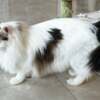 American Curl Pure breed Van Ragdoll kitten, very rare