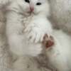 American Curl Pure breed Van Ragdoll kitten, very rare