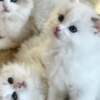 American Curl Pure breed Van Ragdoll kitten, very rare