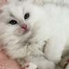 American Curl Pure breed Van Ragdoll kitten, very rare