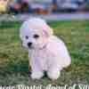 Bichon Frise Bichon Frise puppy for sale
