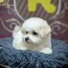 Bichon Frise Bichon Frise puppy for sale