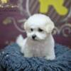 Bichon Frise Bichon Frise puppy for sale