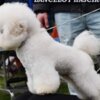 Bichon Frise Bichon Frise puppy for sale