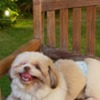 Shih Tzu My Jane Shih Tzus dog breed