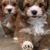 Havanese Adorable Havanese Puppies for Sale